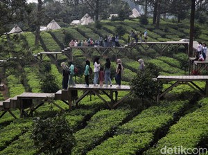 8 Hotel yang Dekat dengan View Kebun Teh di Puncak, Check It Out!