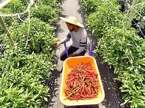 Keren! Mantan Engineer Ini Justru Sukses Jadi Petani Cabe