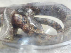 Penampakan Ular Macan yang Terciduk Semburkan Bisa ke Perkutut di Wonosari