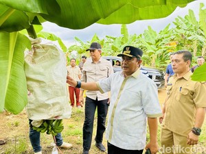 Kunker di Bone, Bahtiar Akan Adopsi Program Budi Daya Pisang di Sulbar