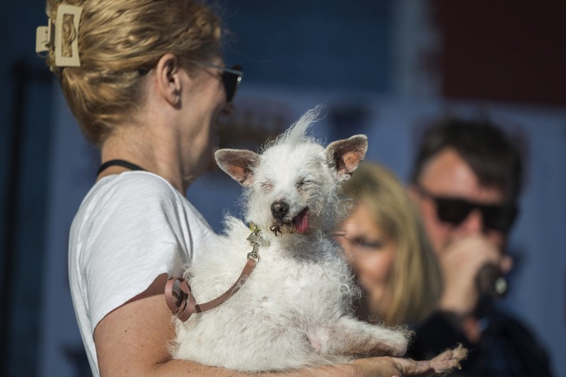 Anjing bernama Daisy Mae ditampilkan pada kompetisi Anjing Paling Jelek Sedunia di Petaluma, California, Jumat, 21 Juni 2024. Anjing bernama Daisy Mae ditampilkan pada kompetisi Anjing Paling Jelek Sedunia di Petaluma, California, Jumat, 21 Juni 2024. (AP Photo/Nic Coury)