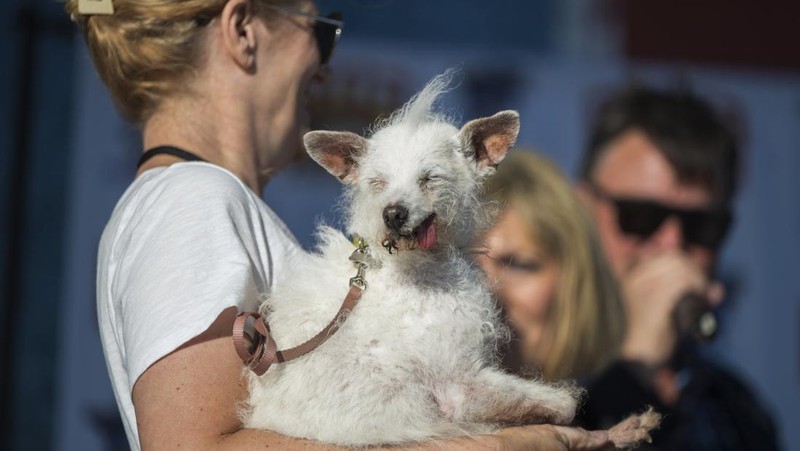 Anjing bernama Daisy Mae ditampilkan pada kompetisi Anjing Paling Jelek Sedunia di Petaluma, California, Jumat, 21 Juni 2024. (AP Photo/Nic Coury)