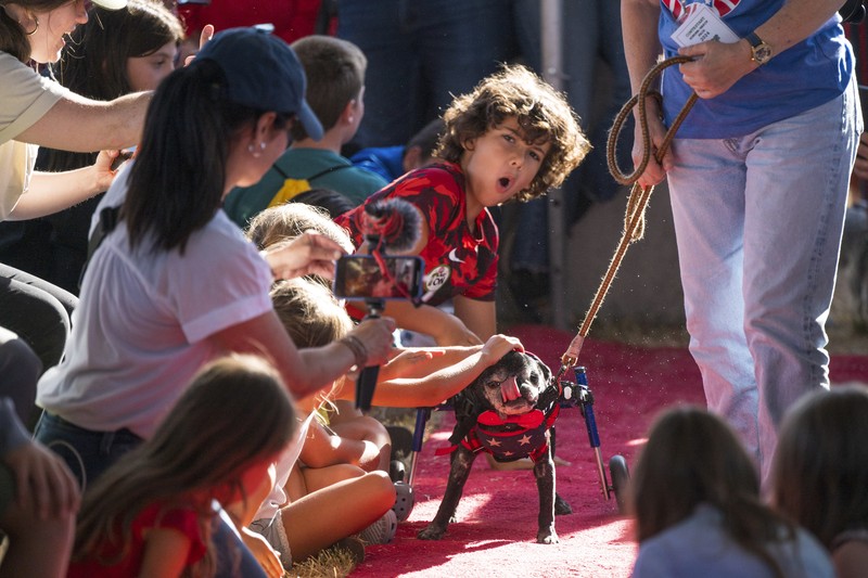 Anjing bernama Daisy Mae ditampilkan pada kompetisi Anjing Paling Jelek Sedunia di Petaluma, California, Jumat, 21 Juni 2024. (AP Photo/Nic Coury)