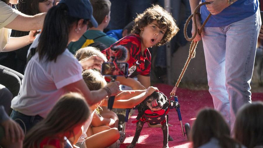 Anjing bernama Daisy Mae ditampilkan pada kompetisi Anjing Paling Jelek Sedunia di Petaluma, California, Jumat, 21 Juni 2024. (AP Photo/Nic Coury)