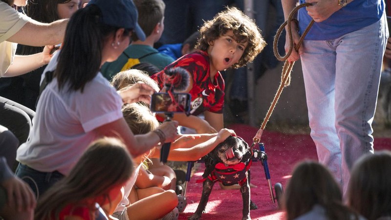 Anjing bernama Daisy Mae ditampilkan pada kompetisi Anjing Paling Jelek Sedunia di Petaluma, California, Jumat, 21 Juni 2024. (AP Photo/Nic Coury)
