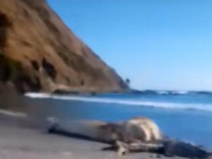 Viral Warga Temukan Bangkai Diduga Cumi-Cumi Raksasa di Pantai Lombok