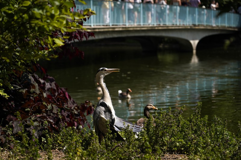 A woman holds a portable fan in St James's park, in London, Tuesday, June 25, 2024, as the temperatures are set to reach 28C during the week. (AP Photo/Alberto Pezzali)
