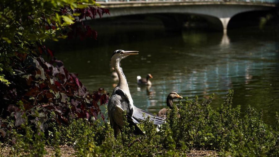 A woman holds a portable fan in St James's park, in London, Tuesday, June 25, 2024, as the temperatures are set to reach 28C during the week. (AP Photo/Alberto Pezzali)