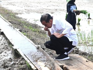 Jokowi Jamin Bantuan Pangan Sampai Desember 2024, Berasnya Premium