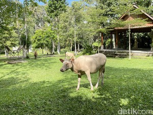 Lembu Putih Hewan Sakral di Desa Taro, Tidak Disembelih, Tidak Diperjualbelikan