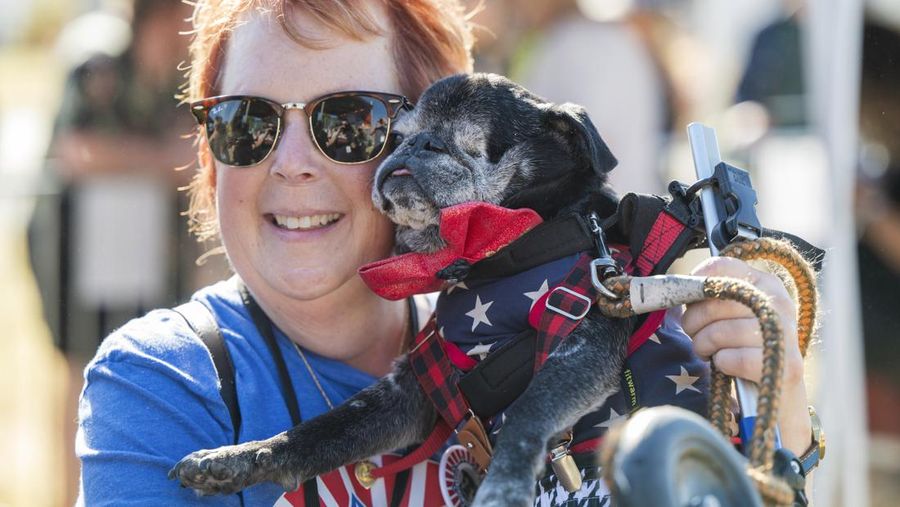 Anjing bernama Daisy Mae ditampilkan pada kompetisi Anjing Paling Jelek Sedunia di Petaluma, California, Jumat, 21 Juni 2024. (AP Photo/Nic Coury)
