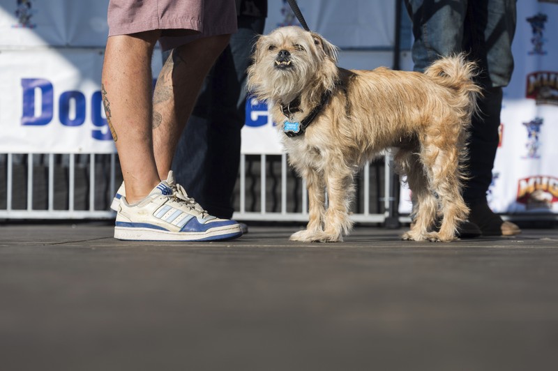 Anjing bernama Daisy Mae ditampilkan pada kompetisi Anjing Paling Jelek Sedunia di Petaluma, California, Jumat, 21 Juni 2024. Anjing bernama Daisy Mae ditampilkan pada kompetisi Anjing Paling Jelek Sedunia di Petaluma, California, Jumat, 21 Juni 2024. (AP Photo/Nic Coury)