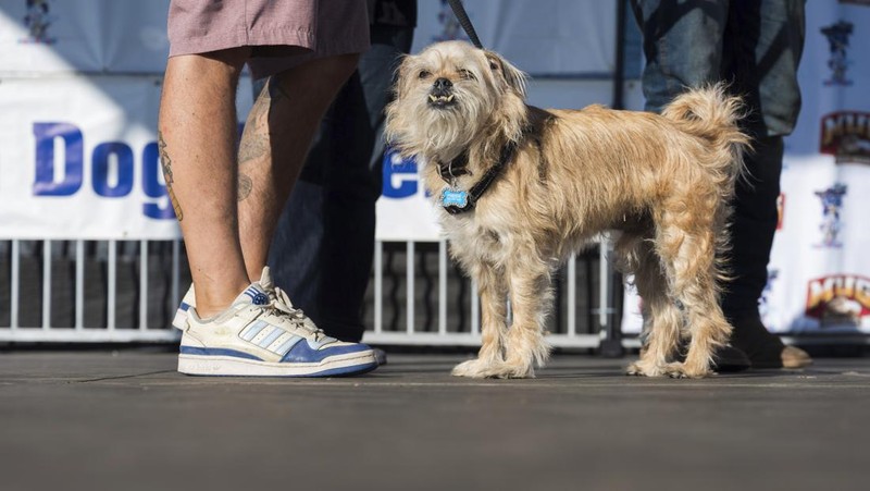 Anjing bernama Daisy Mae ditampilkan pada kompetisi Anjing Paling Jelek Sedunia di Petaluma, California, Jumat, 21 Juni 2024. (AP Photo/Nic Coury)