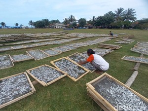 Senyum Solehudin Panen Ikan Layang di Pangandaran