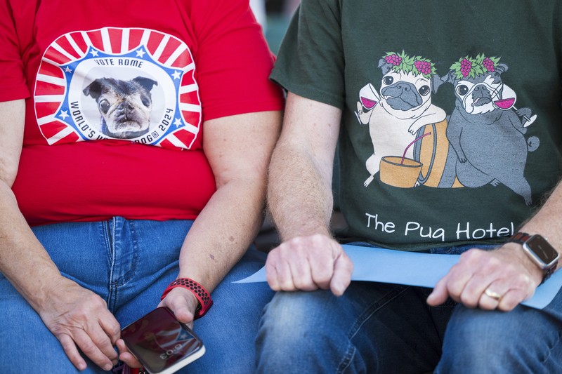 Anjing bernama Daisy Mae ditampilkan pada kompetisi Anjing Paling Jelek Sedunia di Petaluma, California, Jumat, 21 Juni 2024. (AP Photo/Nic Coury)