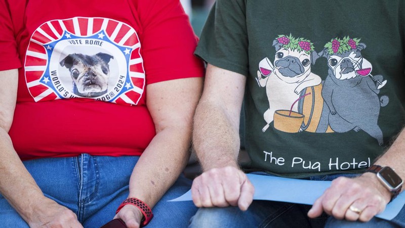 Anjing bernama Daisy Mae ditampilkan pada kompetisi Anjing Paling Jelek Sedunia di Petaluma, California, Jumat, 21 Juni 2024. (AP Photo/Nic Coury)