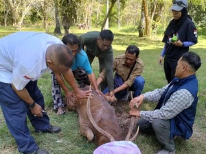 Rusa TNBB Mati Setelah Tercebur ke Tambak Udang di Buleleng