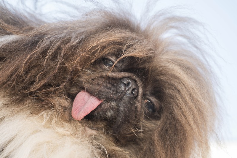 Anjing bernama Daisy Mae ditampilkan pada kompetisi Anjing Paling Jelek Sedunia di Petaluma, California, Jumat, 21 Juni 2024. (AP Photo/Nic Coury)