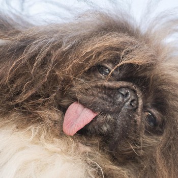 Ada Kontes Anjing Terjelek di Dunia 2024, Ini Potret Pemenangnya