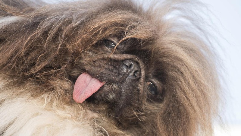 Anjing bernama Daisy Mae ditampilkan pada kompetisi Anjing Paling Jelek Sedunia di Petaluma, California, Jumat, 21 Juni 2024. (AP Photo/Nic Coury)