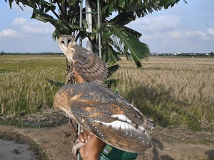 Ngalam Mbois: Burung Hantu Jadi Andalan Petani Malang Usir Hama Tikus