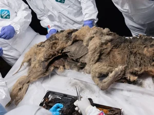 Heboh Serigala Utuh Berusia 44.000 Tahun Ditemukan di Siberia