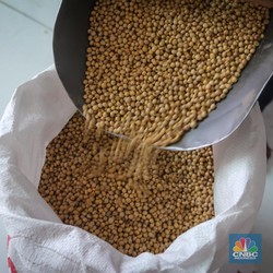 RI Diramal Impor 2,6 Juta Ton Kedelai Tahun 2025, Gegara Program MBG?