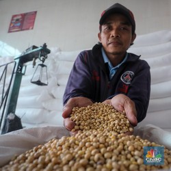 Rupiah Melemah, Muncul Tanda-Tanda Harga Kedelai Merangkak Naik