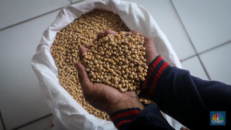 Harga dolar Amerika Serikat (AS) membuat harga kedelai impor, yang sebelumnya sekitar Rp 700 ribu per kuintal, kini naik hingga Rp 1,2 juta per kuintal. (CNBC Indonesia/Faisal Rahman)