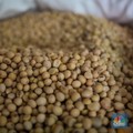 RI Doyan Gorengan Tempe-Tahu, Tapi Sayang Impor Kedelai Sampai 90%