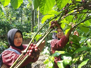 Tradisi Wiwit Awali Panen Kopi di Kaki Merbabu Boyolali