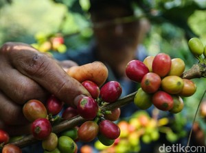 BUMN Libatkan Warga Desa Kelola Kebun Kopi