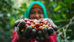 7 Negara Produsen Kopi Terbaik di Dunia, Indonesia Masuk Daftar!