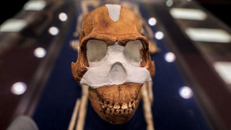 Paleoanthropologist and National Geographic Explorer-in-Residence, Professor Lee Rogers Berger holds a replica of the skull of