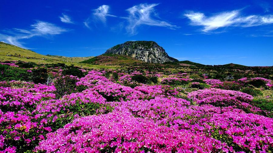 Halla Mountain Korea (Istimewa)