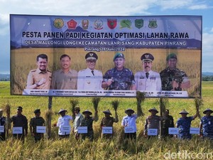 Zudan Panen Padi Hasil Optimalisasi Lahan Rawa Jadi Pertanian di Pinrang