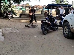 Ular Piton 6 Meter Masuk Keramba Ikan di Muratara Langsung Ditangkap Warga