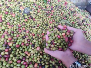 Harga Kopi di Lubuklinggau Melejit Bikin Petani Sumringah