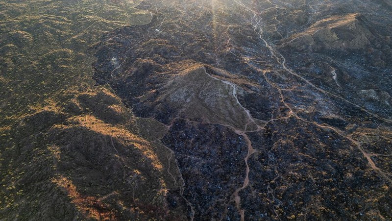 Kondisi ladang Boulder View Fire dekat pemukiman warga yang terbakar di Scottsdale, Maricopa County, Arizona, Amerika Serikat (AS), Jumat (28/6/2024). (REUTERS/Go Nakamura)