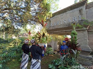 Melihat Tradisi Manten Kopi Kawisari Blitar yang Jadi Tanda Awal Musim Petik