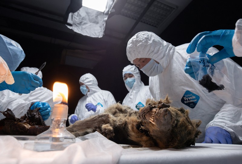 Para ilmuwan melakukan otopsi serigala purba, yang membeku di lapisan es selama lebih dari 44.000 tahun dan ditemukan oleh penduduk setempat di Yakutia, di laboratorium Universitas Federal Timur Laut di Yakutsk, Rusia, Selasa (18/6/2024). (Michil Yakovlev/North-Eastern Federal University/Handout via REUTERS) Para ilmuwan melakukan otopsi serigala purba, yang membeku di lapisan es selama lebih dari 44.000 tahun dan ditemukan oleh penduduk setempat di Yakutia, di laboratorium Universitas Federal Timur Laut di Yakutsk, Rusia, Selasa (18/6/2024). (Michil Yakovlev/North-Eastern Federal University/Handout via REUTERS)