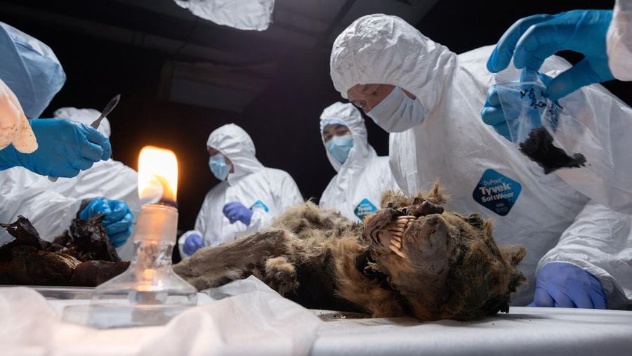 Para ilmuwan melakukan otopsi serigala purba, yang membeku di lapisan es selama lebih dari 44.000 tahun dan ditemukan oleh penduduk setempat di Yakutia, di laboratorium Universitas Federal Timur Laut di Yakutsk, Rusia, Selasa (18/6/2024). (Michil Yakovlev/North-Eastern Federal University/Handout via REUTERS)