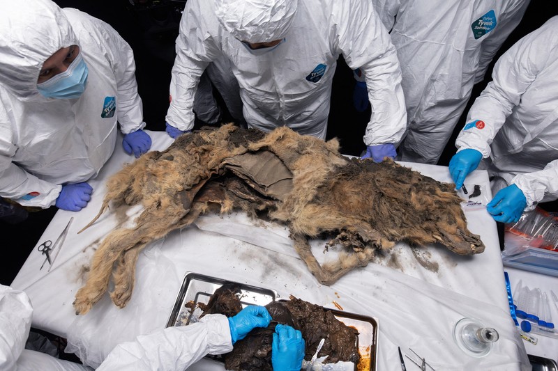 Para ilmuwan melakukan otopsi serigala purba, yang membeku di lapisan es selama lebih dari 44.000 tahun dan ditemukan oleh penduduk setempat di Yakutia, di laboratorium Universitas Federal Timur Laut di Yakutsk, Rusia, Selasa (18/6/2024). (Michil Yakovlev/North-Eastern Federal University/Handout via REUTERS) Para ilmuwan melakukan otopsi serigala purba, yang membeku di lapisan es selama lebih dari 44.000 tahun dan ditemukan oleh penduduk setempat di Yakutia, di laboratorium Universitas Federal Timur Laut di Yakutsk, Rusia, Selasa (18/6/2024). (Michil Yakovlev/North-Eastern Federal University/Handout via REUTERS)