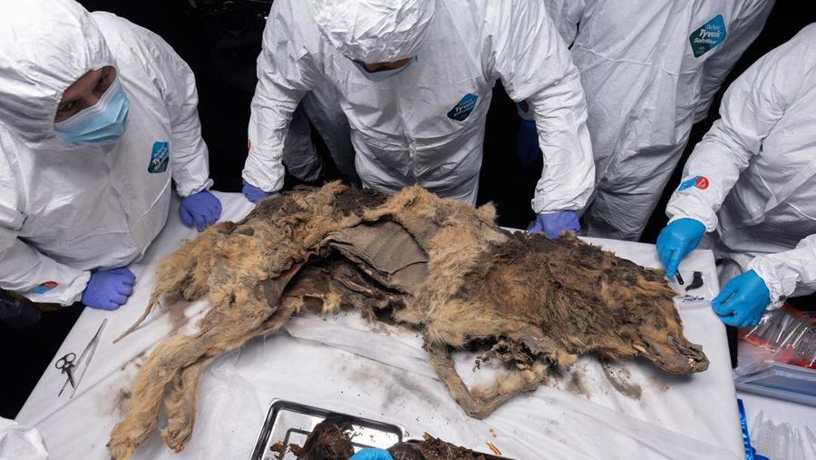 Para ilmuwan melakukan otopsi serigala purba, yang membeku di lapisan es selama lebih dari 44.000 tahun dan ditemukan oleh penduduk setempat di Yakutia, di laboratorium Universitas Federal Timur Laut di Yakutsk, Rusia, Selasa (18/6/2024). (Michil Yakovlev/North-Eastern Federal University/Handout via REUTERS)