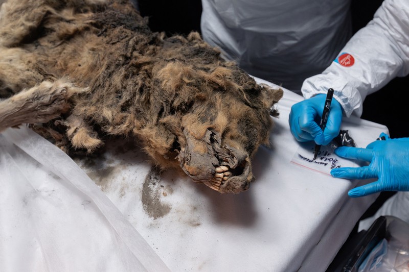 Para ilmuwan melakukan otopsi serigala purba, yang membeku di lapisan es selama lebih dari 44.000 tahun dan ditemukan oleh penduduk setempat di Yakutia, di laboratorium Universitas Federal Timur Laut di Yakutsk, Rusia, Selasa (18/6/2024). (Michil Yakovlev/North-Eastern Federal University/Handout via REUTERS) Para ilmuwan melakukan otopsi serigala purba, yang membeku di lapisan es selama lebih dari 44.000 tahun dan ditemukan oleh penduduk setempat di Yakutia, di laboratorium Universitas Federal Timur Laut di Yakutsk, Rusia, Selasa (18/6/2024). (Michil Yakovlev/North-Eastern Federal University/Handout via REUTERS)