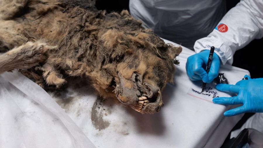 Para ilmuwan melakukan otopsi serigala purba, yang membeku di lapisan es selama lebih dari 44.000 tahun dan ditemukan oleh penduduk setempat di Yakutia, di laboratorium Universitas Federal Timur Laut di Yakutsk, Rusia, Selasa (18/6/2024). (Michil Yakovlev/North-Eastern Federal University/Handout via REUTERS)