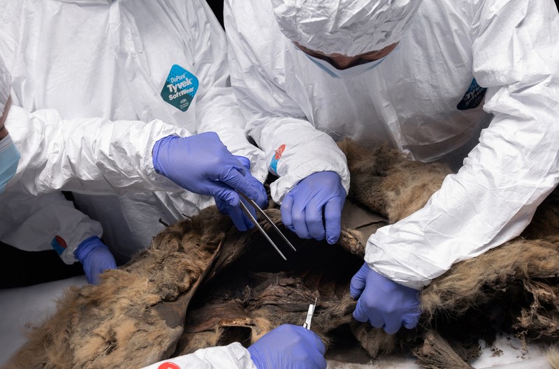 Para ilmuwan melakukan otopsi serigala purba, yang membeku di lapisan es selama lebih dari 44.000 tahun dan ditemukan oleh penduduk setempat di Yakutia, di laboratorium Universitas Federal Timur Laut di Yakutsk, Rusia, Selasa (18/6/2024). (Michil Yakovlev/North-Eastern Federal University/Handout via REUTERS) Para ilmuwan melakukan otopsi serigala purba, yang membeku di lapisan es selama lebih dari 44.000 tahun dan ditemukan oleh penduduk setempat di Yakutia, di laboratorium Universitas Federal Timur Laut di Yakutsk, Rusia, Selasa (18/6/2024). (Michil Yakovlev/North-Eastern Federal University/Handout via REUTERS)