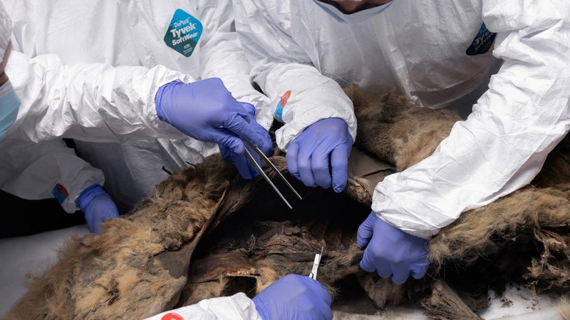 El martes (18/6/2024) científicos del laboratorio de la Universidad Federal del Noreste en Yakutsk, Rusia, realizaron la autopsia de un antiguo lobo congelado en permafrost durante más de 44.000 años y descubierto por residentes locales de Yakutia.  (Folleto de Mikhail Yakovlev/Universidad Federal del Noreste/Reuters)