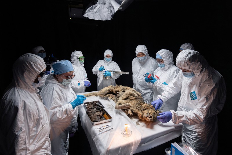 Para ilmuwan melakukan otopsi serigala purba, yang membeku di lapisan es selama lebih dari 44.000 tahun dan ditemukan oleh penduduk setempat di Yakutia, di laboratorium Universitas Federal Timur Laut di Yakutsk, Rusia, Selasa (18/6/2024). (Michil Yakovlev/North-Eastern Federal University/Handout via REUTERS) Para ilmuwan melakukan otopsi serigala purba, yang membeku di lapisan es selama lebih dari 44.000 tahun dan ditemukan oleh penduduk setempat di Yakutia, di laboratorium Universitas Federal Timur Laut di Yakutsk, Rusia, Selasa (18/6/2024). (Michil Yakovlev/North-Eastern Federal University/Handout via REUTERS)