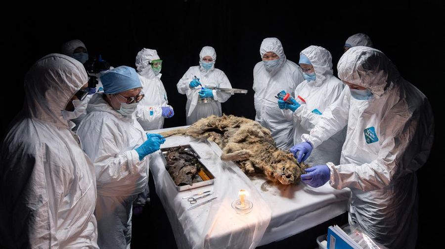 Para ilmuwan melakukan otopsi serigala purba, yang membeku di lapisan es selama lebih dari 44.000 tahun dan ditemukan oleh penduduk setempat di Yakutia, di laboratorium Universitas Federal Timur Laut di Yakutsk, Rusia, Selasa (18/6/2024). (Michil Yakovlev/North-Eastern Federal University/Handout via REUTERS)